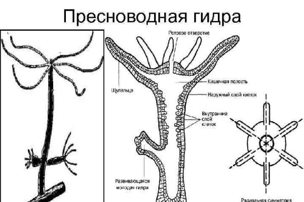 Как зарегистрироваться на кракене из россии