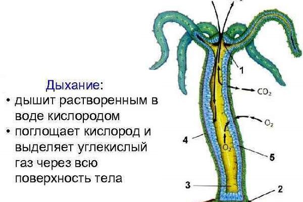 Купить наркотики через кракен